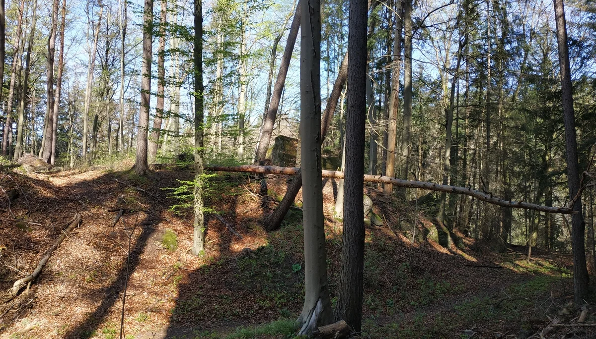 Totholz-Problematik | © CC BY-NC-ND