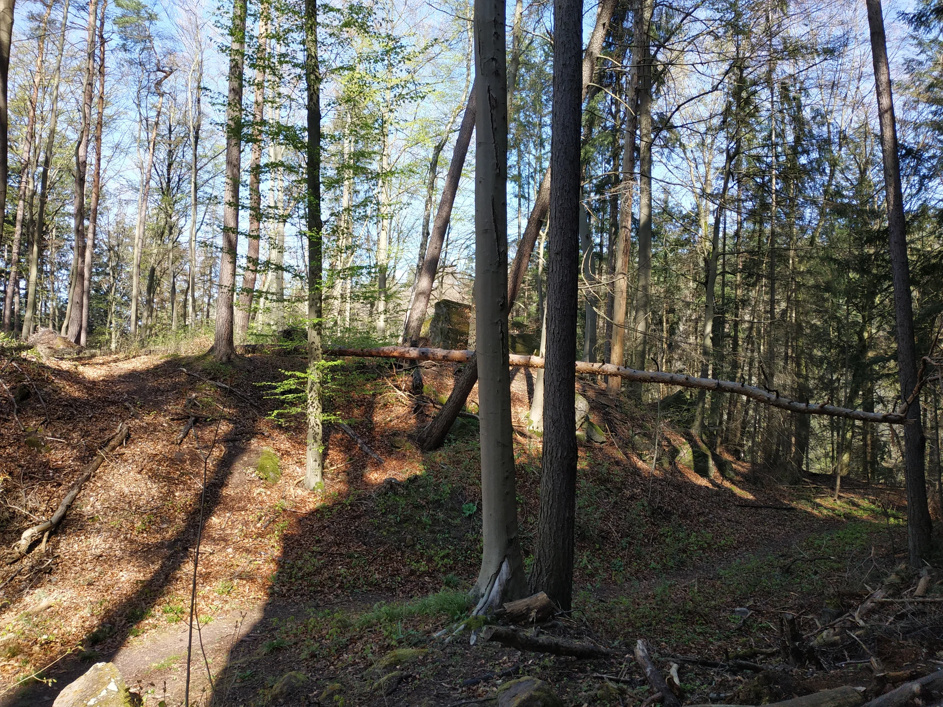 Totholz-Problematik | © CC BY-NC-ND