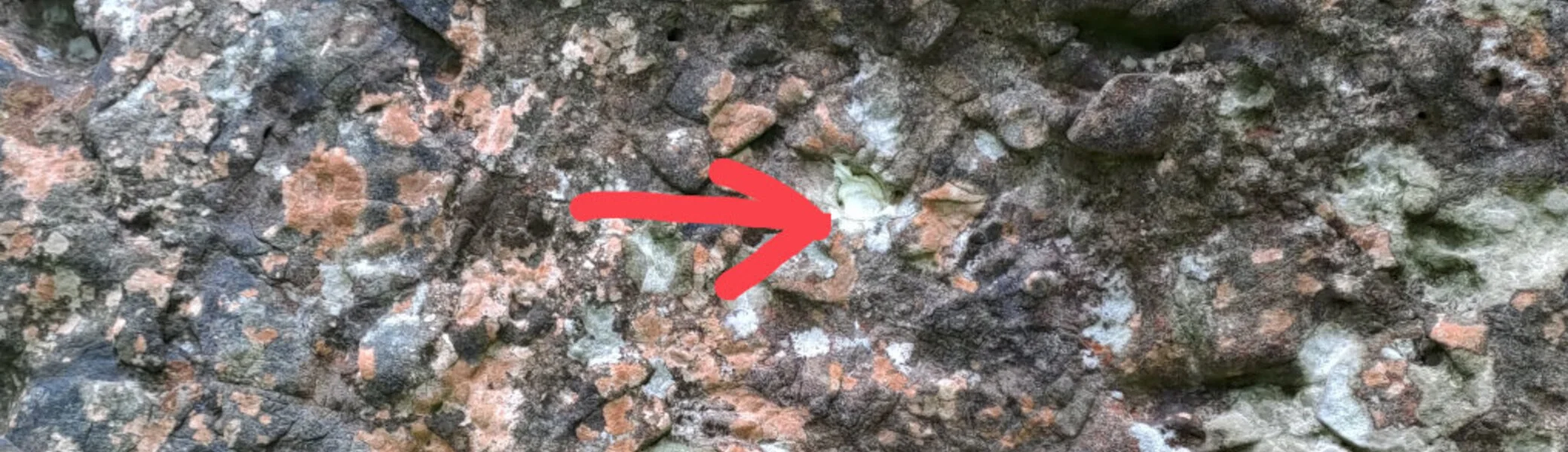 1 Quadratmeter Felsoberfläche mit bunten Flechten und Hinweispfeil | © DAV Göttingen