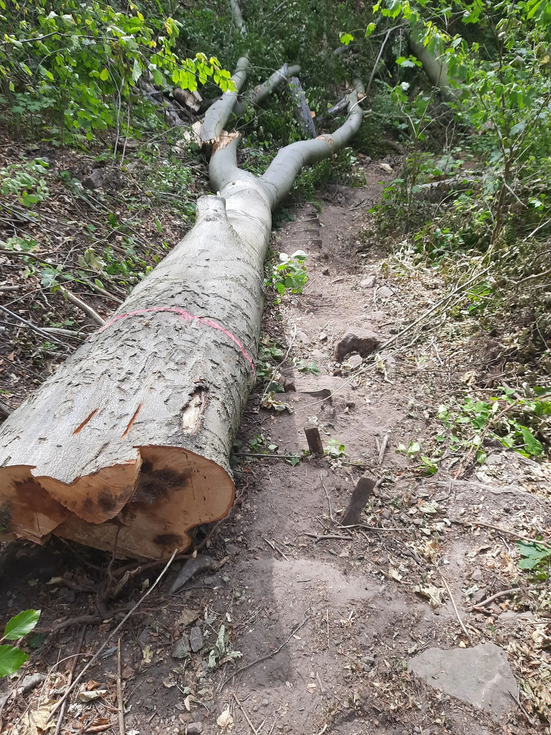 Baum beschädigt Zuwegung in Mariaspring | © DAV Göttingen