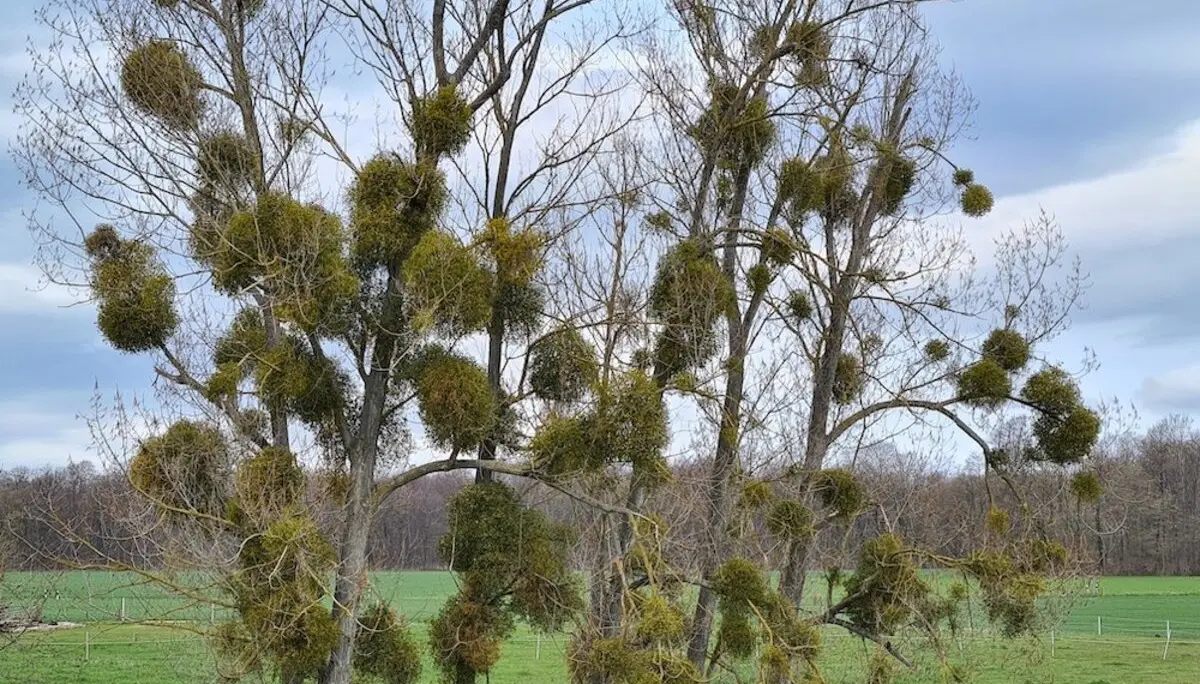 Christiane Mulle | © Christiane Mulle