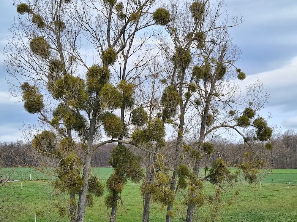 Christiane Mulle | © Christiane Mulle