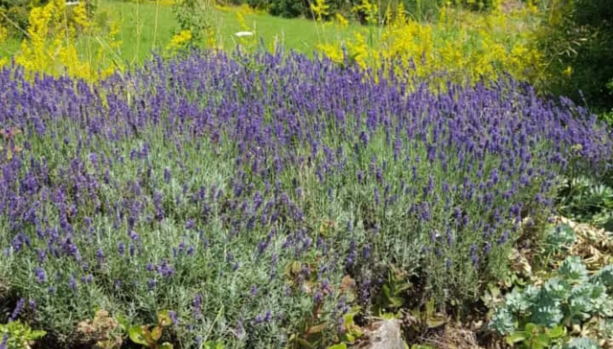 DAV Göttingen | © DSV Göttingen