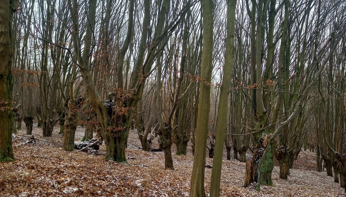 Christiane Mulle | © Christiane Mulle