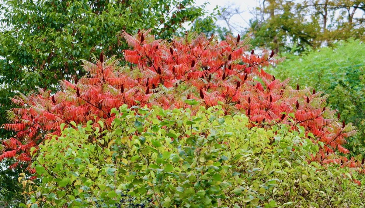 DAV Göttingen | © DSV Göttingen