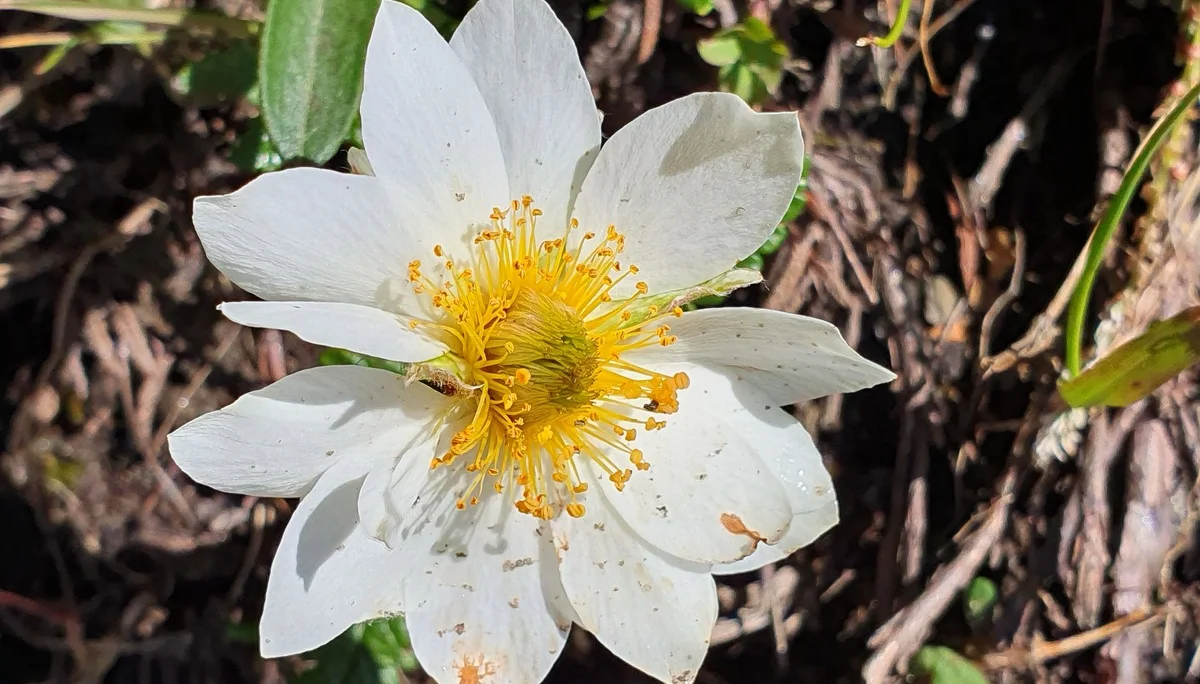 Silberwurz | © N. Joelson