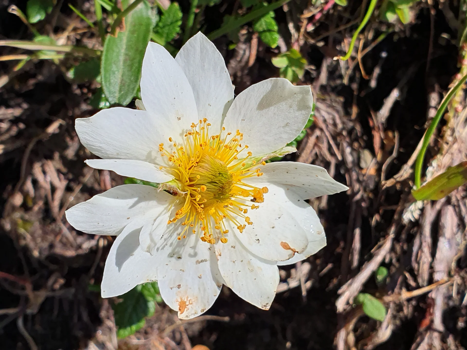 Silberwurz | © N. Joelson