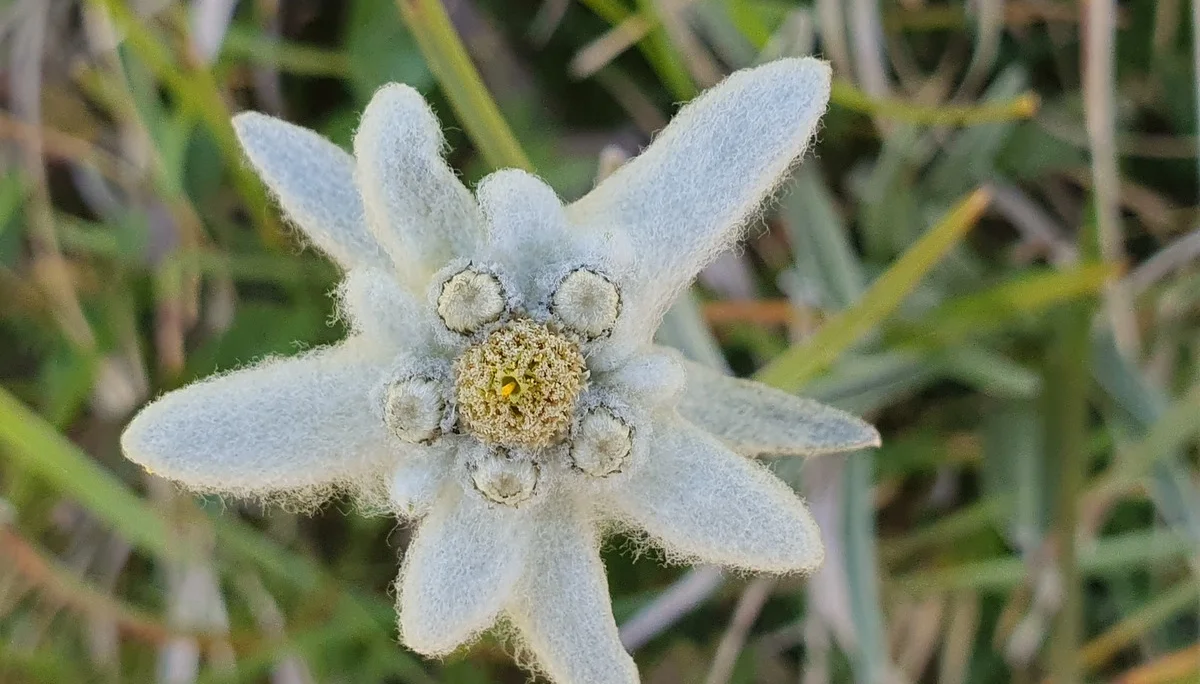 Edelweiss | © N. Joelson