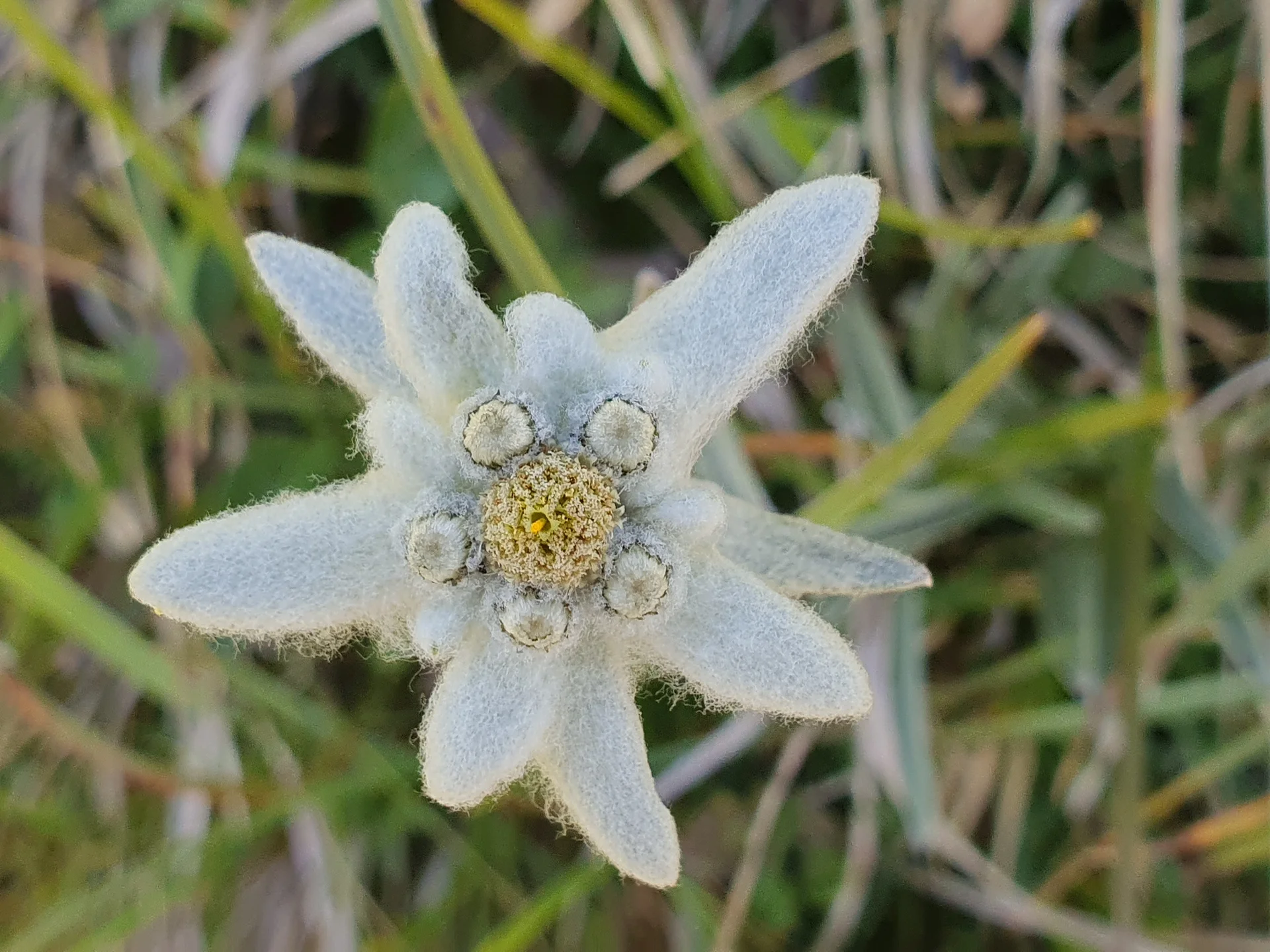 Edelweiss | © N. Joelson