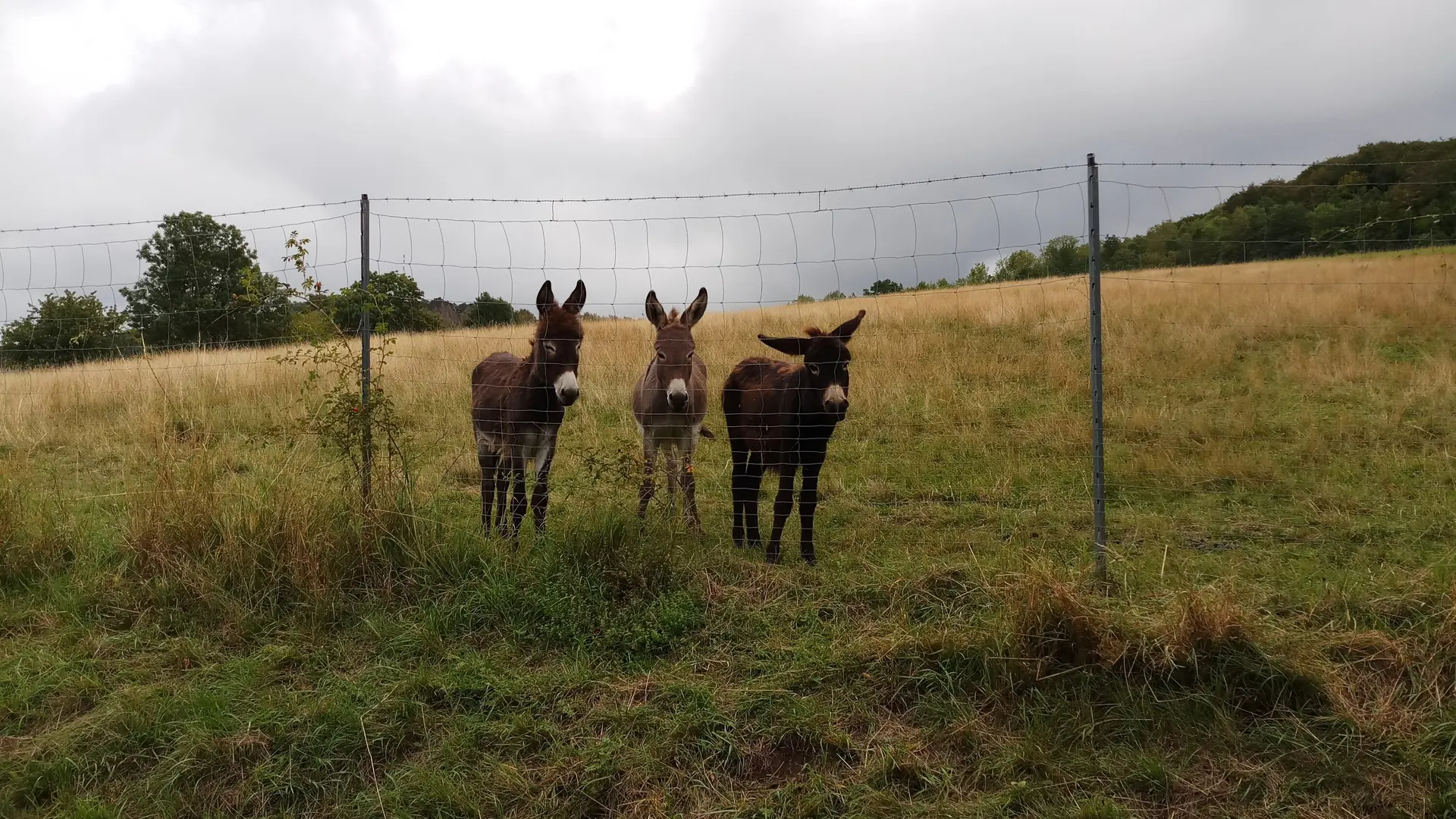 Esel bei Weende | © DAV Sektion Göttingen