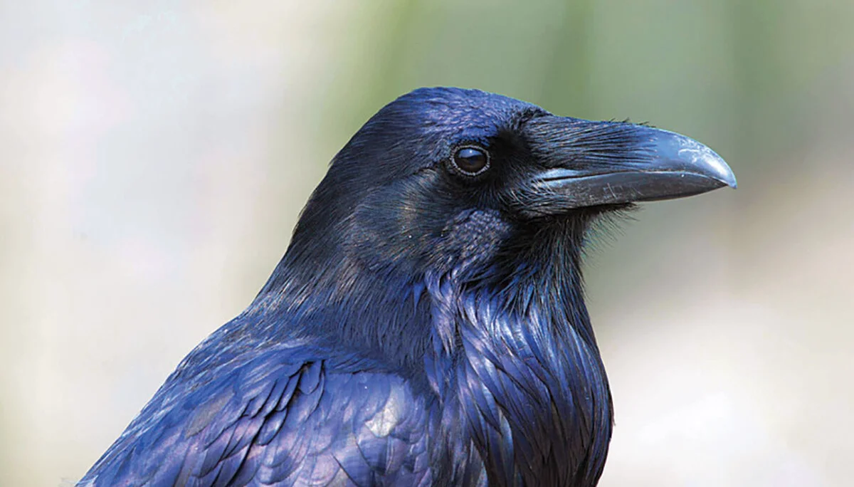 © cc wald und wiese